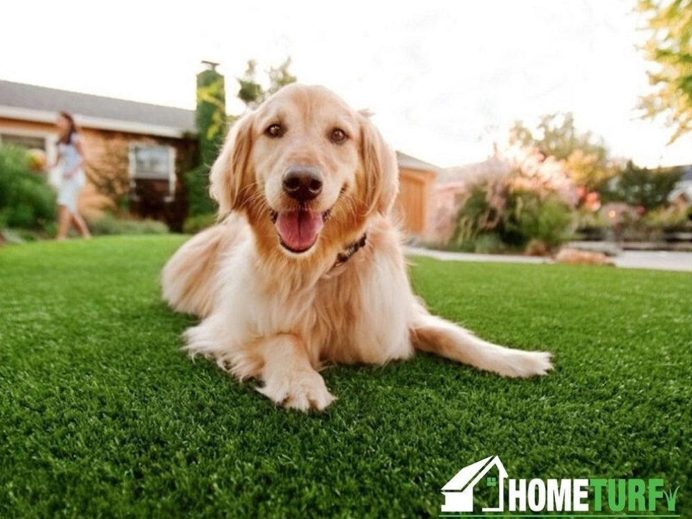 dog on pet turf in san diego ca