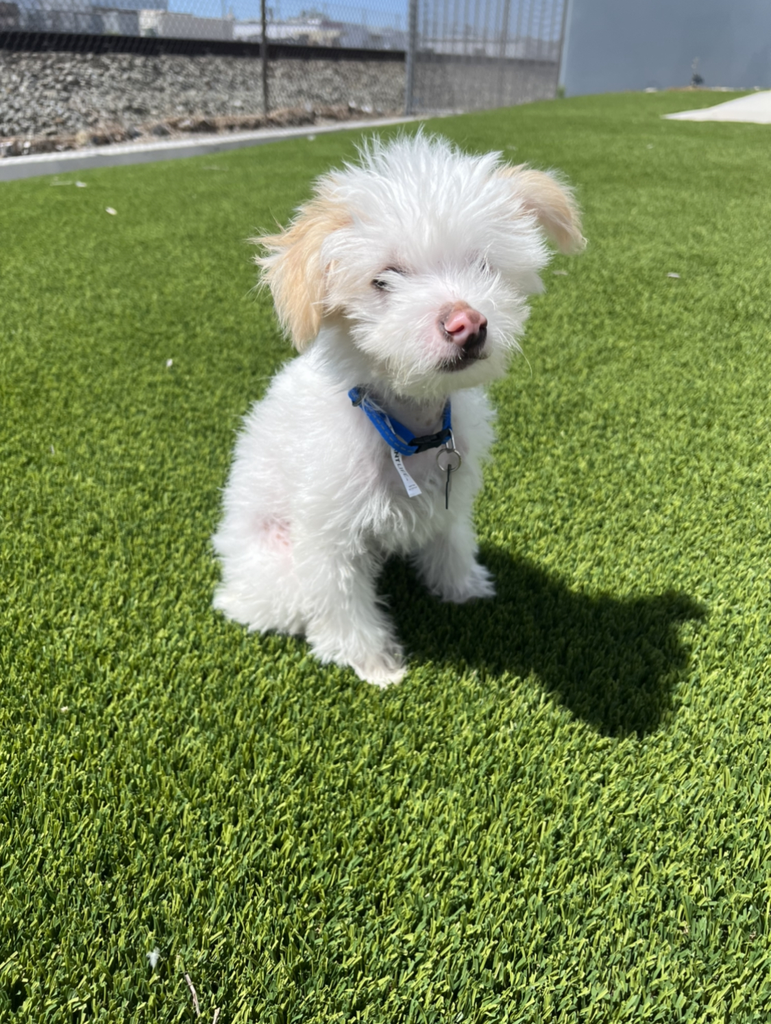 Pet Turf Installation San Diego