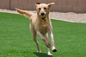 pet turf installation san diego by HomeTurf